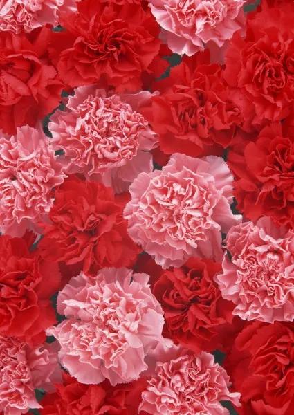 康乃馨花束壁纸,康乃馨壁纸手机超清全面屏