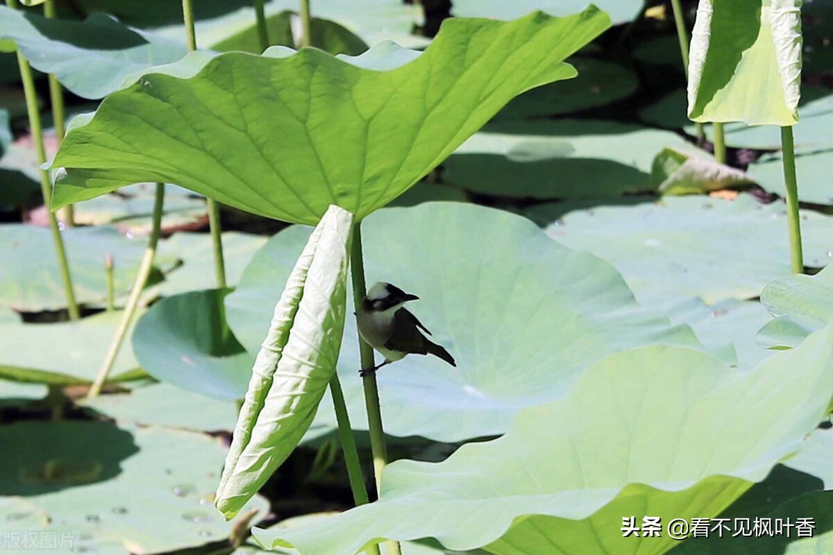 七月伊始，惟愿：绿意染心，静享岁华