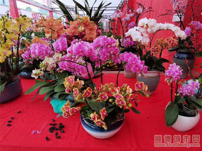 逛花街视频,逛花街的视频