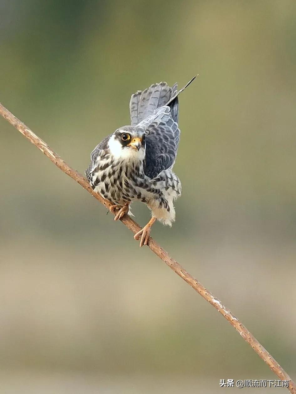 红脚隼叫声,红脚隼