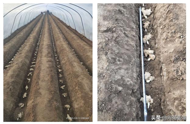 生姜播种越早产量越高这是真的吗,生姜几月份播种最佳时机