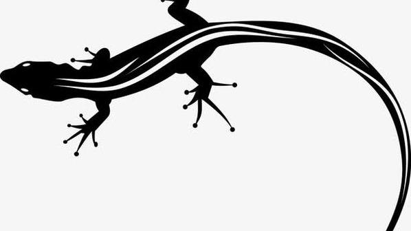 全球十大罕见黑色神兽,最昂贵的十大黑动物