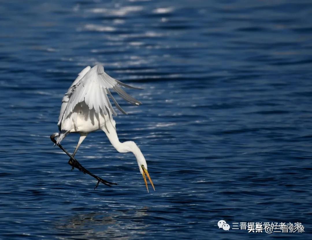 照相机的型号越来越多，如果拍鸟的话，有哪些型号值得考虑