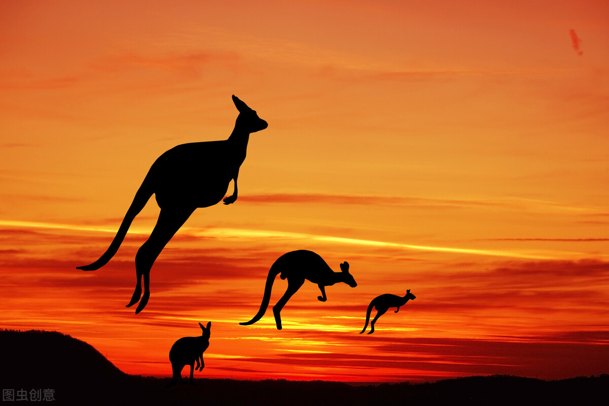 澳洲车厘子为啥12月上市,澳洲车厘子最新消息