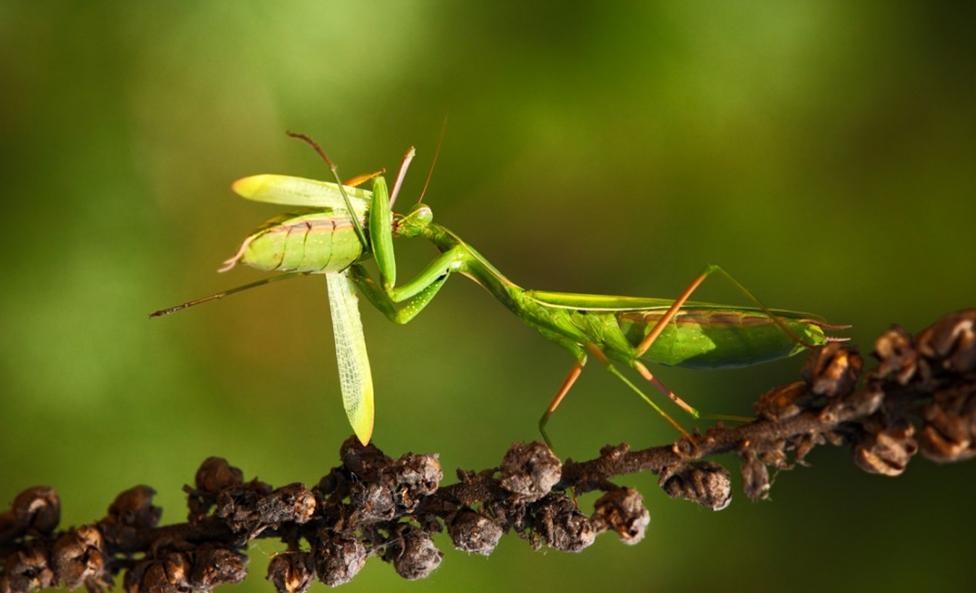 雌性螳螂吃雄性螳螂为什么不反抗,雄螳螂被母螳螂吃掉过程