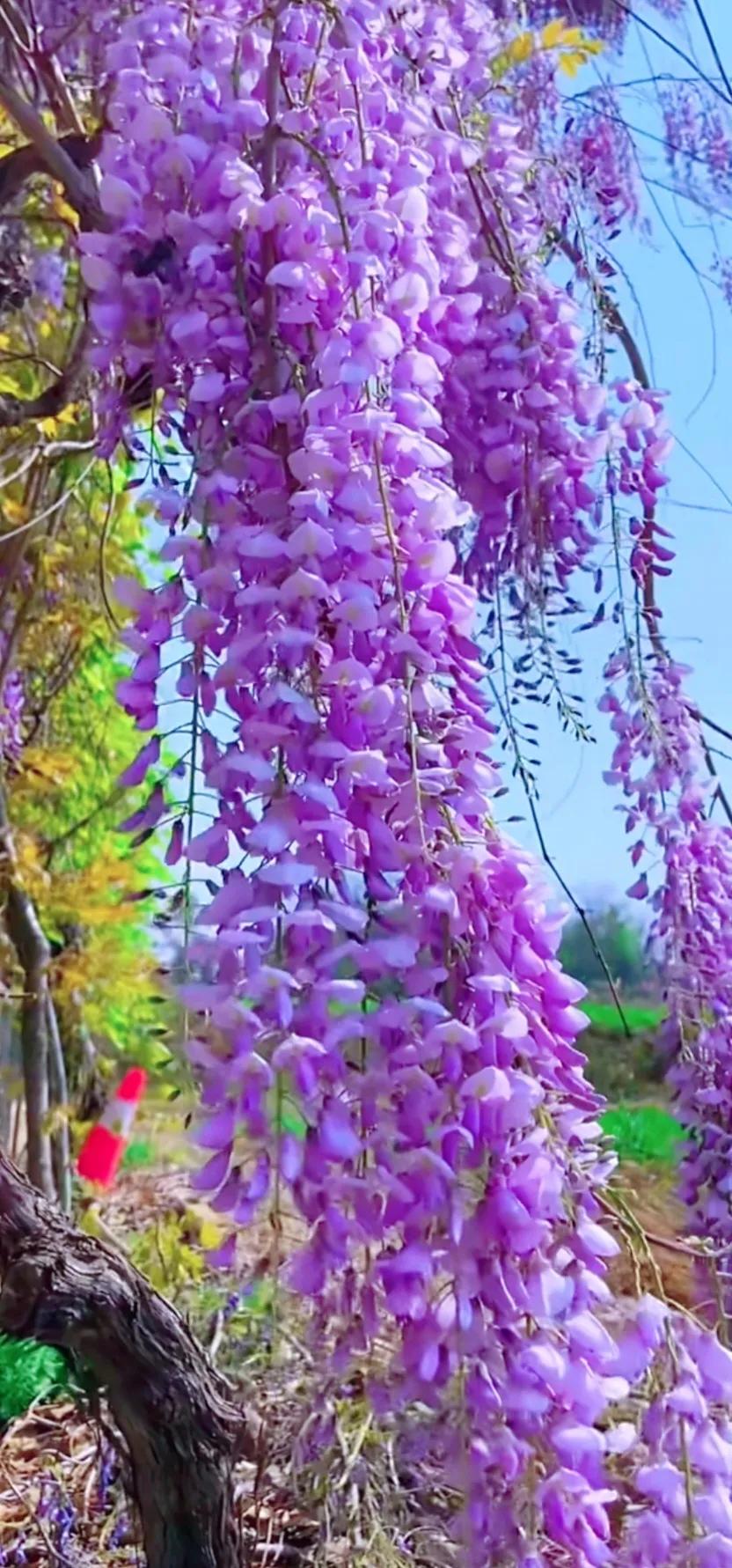 好养眼的花图片,让人惊艳的花草图片