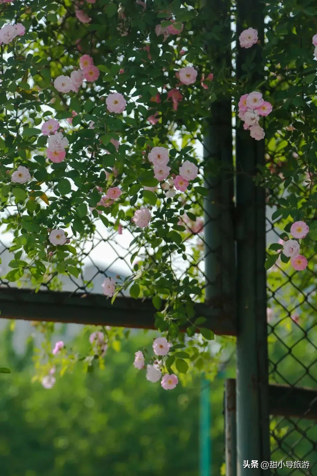 最美人间四月天,十堰蔷薇花盛开