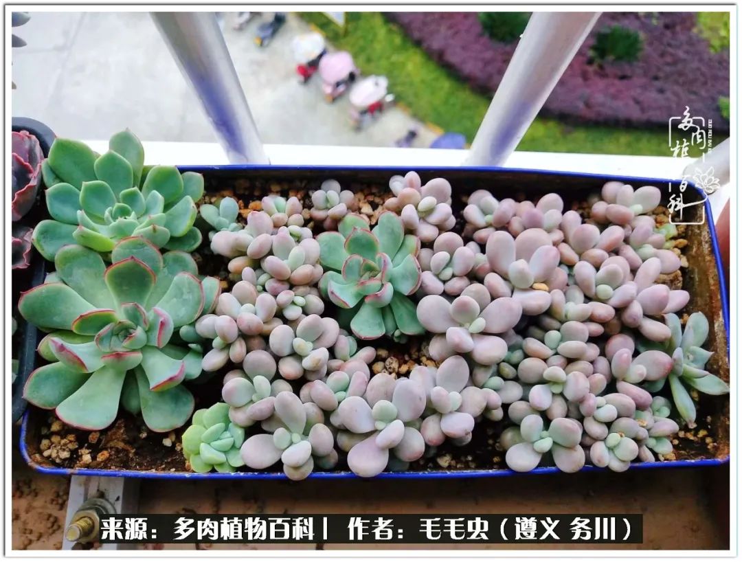 多肉可抵岁月,多肉之花语