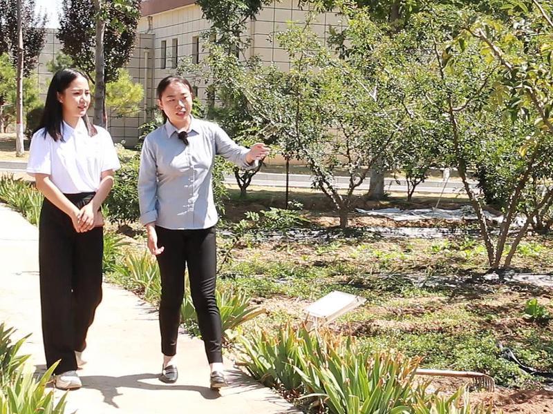 韩城太空无刺花椒苗,陕西韩城太空花椒有限公司