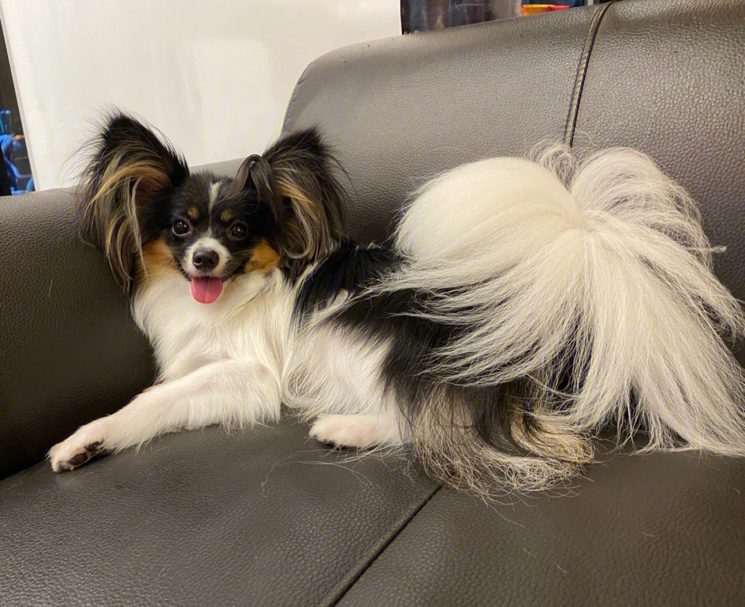 无体味不掉毛不拆家不叫的狗,体味最大的狗狗排行榜前十位