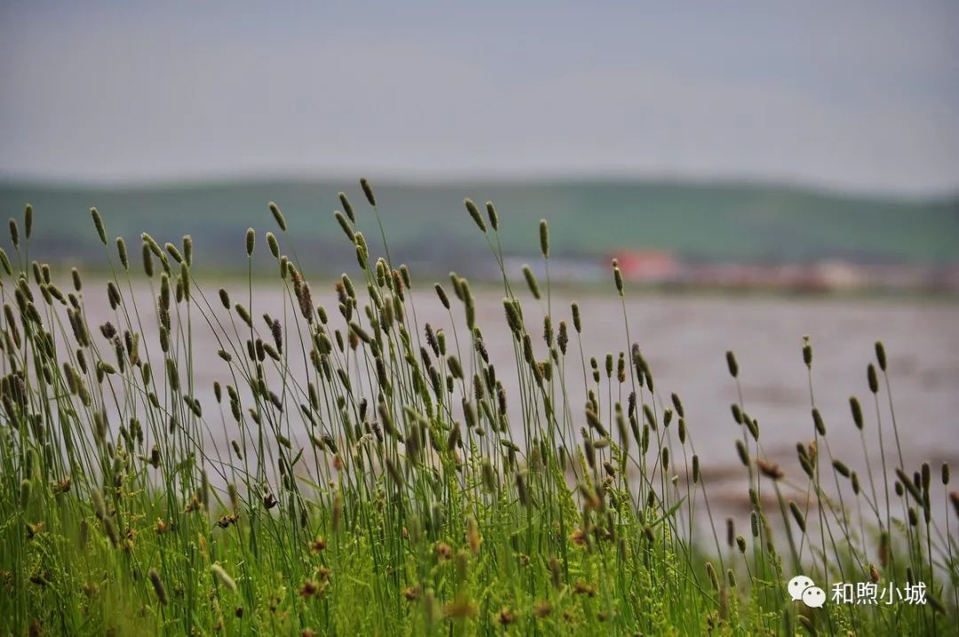 河北坝上草原秋季美景,河北最好的坝上草原