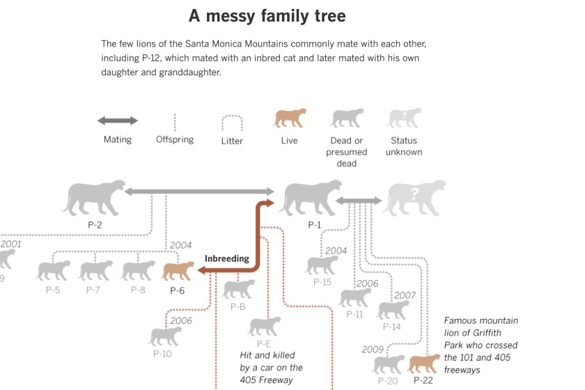 动物交配六亲不认，若流浪雄狮长大后，遇到自己的母亲咋办？