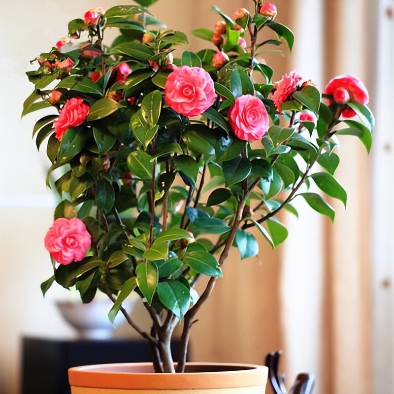 养花什么花是喜酸的,喜酸的花怎么养