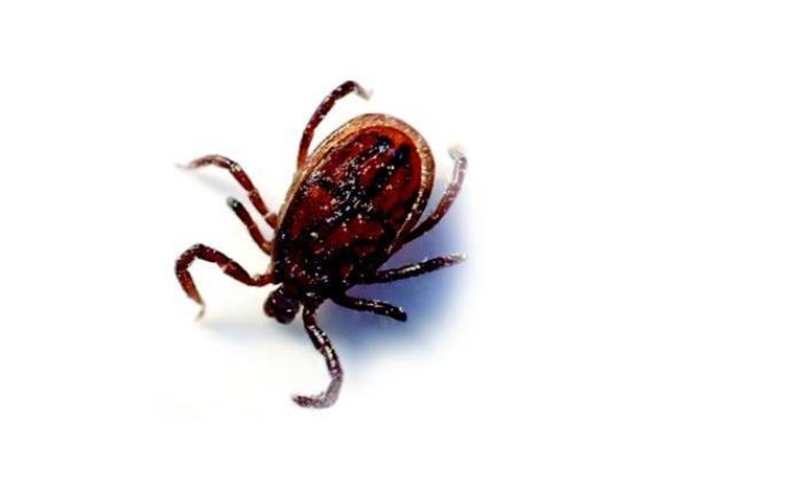 与宠物有关的人畜共患病有哪些,与猫狗亲密的危险