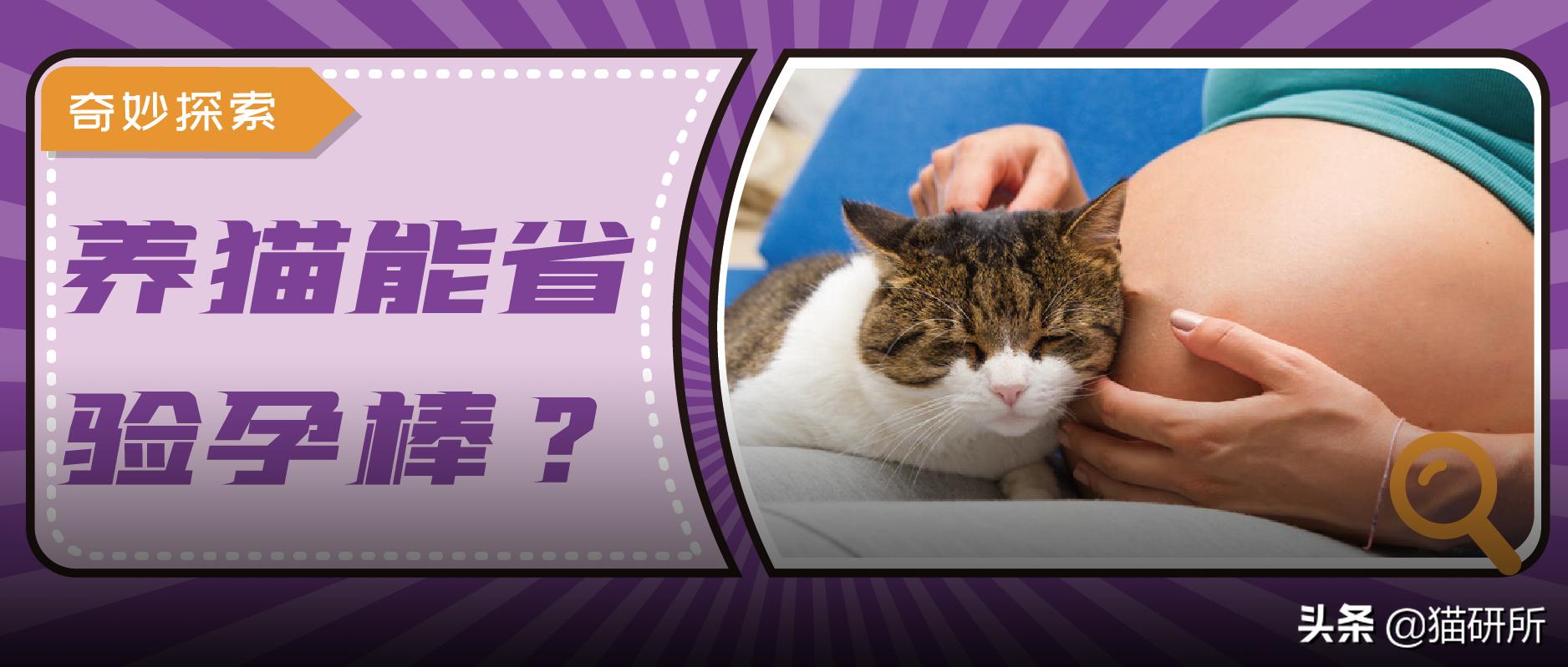 猫咪为什么喜欢趴在孕妇的肚子上,为什么猫咪喜欢在孕妇肚子上睡觉