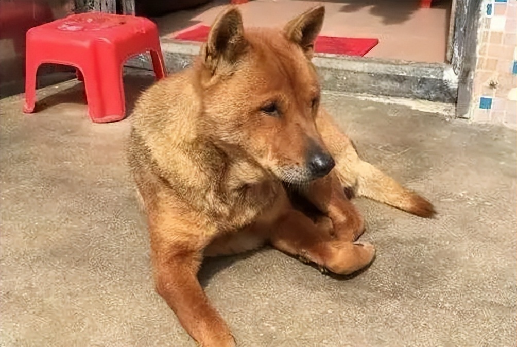 狗在死前为什么要离家出走,老狗不进家门是什么意思