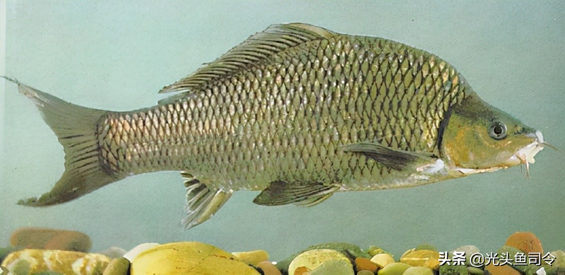 钓鱼钓到保护鱼种放了违法吗,钓鱼犯法的鱼类有哪些种类