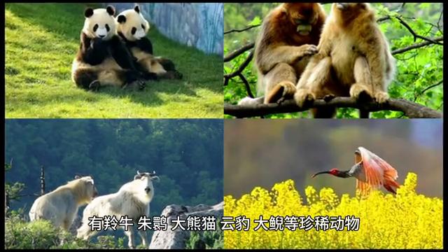 陕西省安康市简介概况,陕西省安康市官网