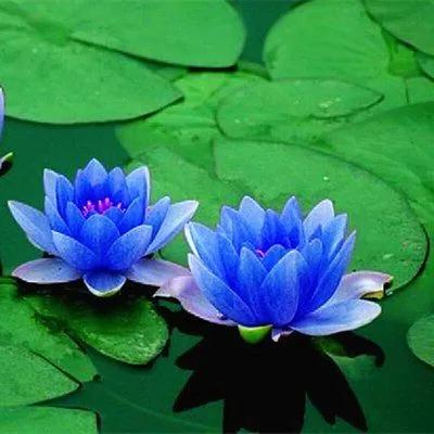 养花沉浸式浇水系统,养花浇水时间表大全