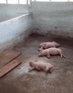 笑死了，女朋友说她昨晚游泳去了，这晒痕就是最好的证明