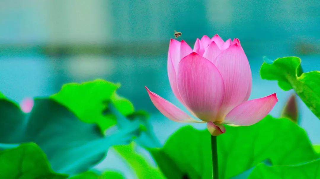 清远漂流一日游,清远清泉湾水上乐园跟团游