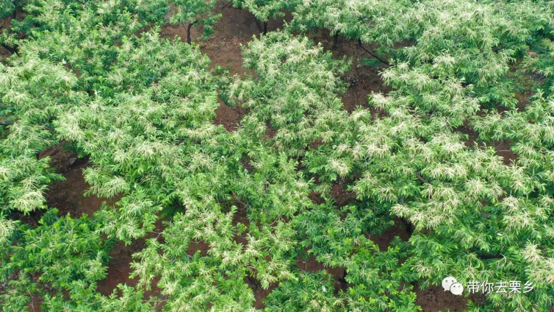 迁西板栗全球认养,迁西县板栗树