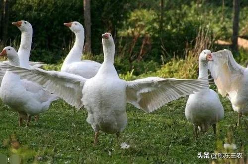 农村居家怎么用雄黄防蛇,夏季防蛇用这5种方法