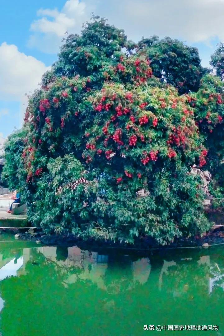 广西水果产量连续五年全国第一,广西和陕西谁才是水果第一大省