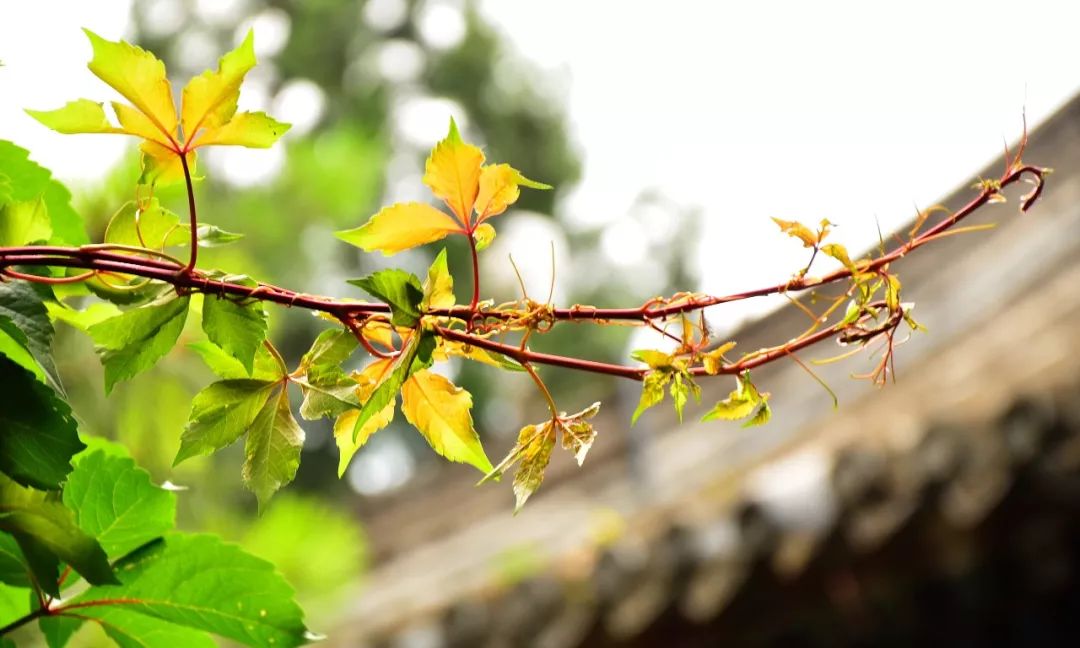 有深度的唯美诗词,十首诗词走过半生才读懂其中真意