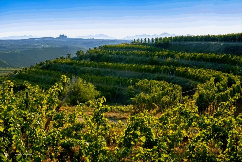 中国葡萄酒鼻祖是谁,中国葡萄酒生产基地创始人