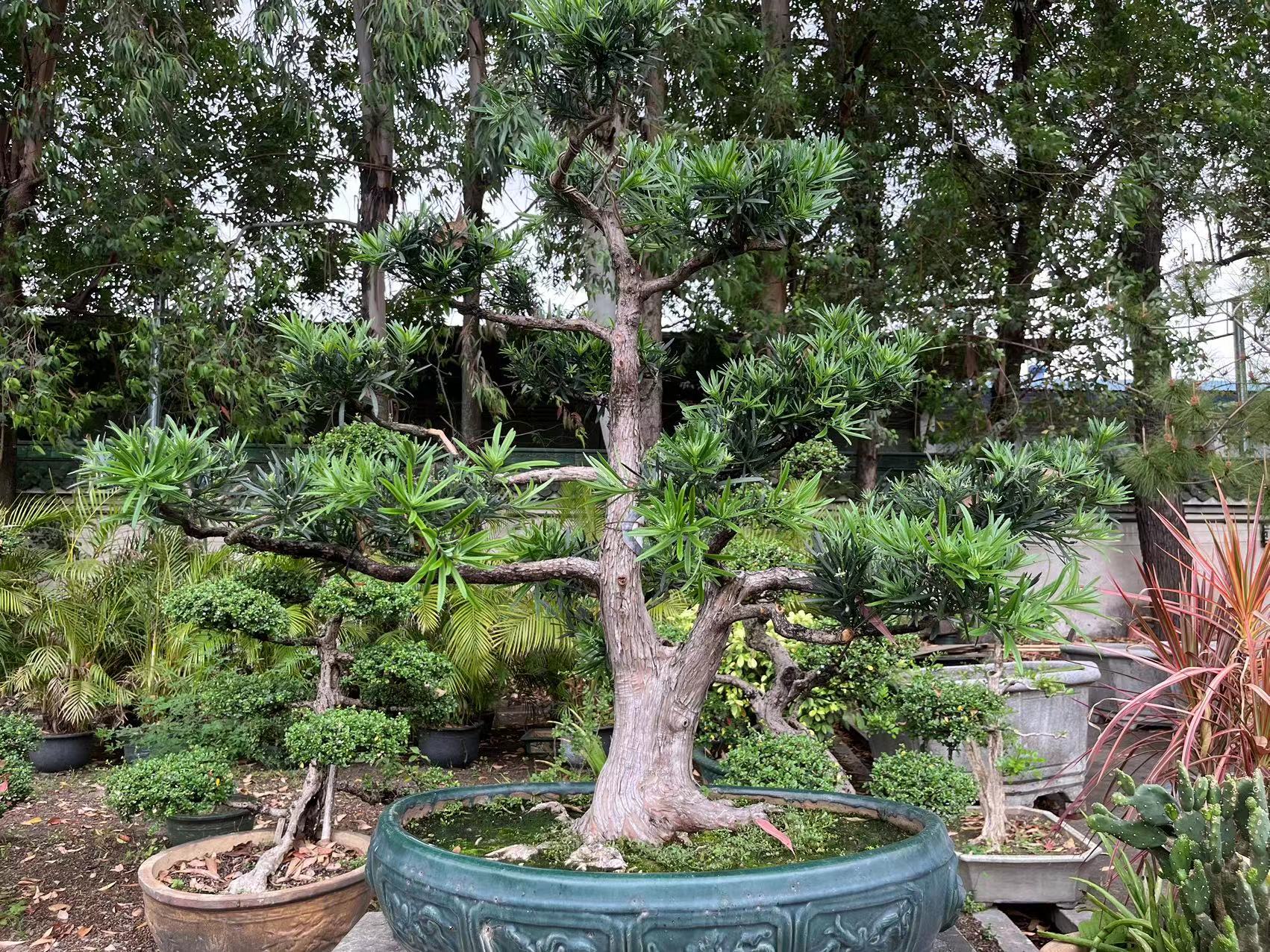 什么树好养又招财,好养旺财的树