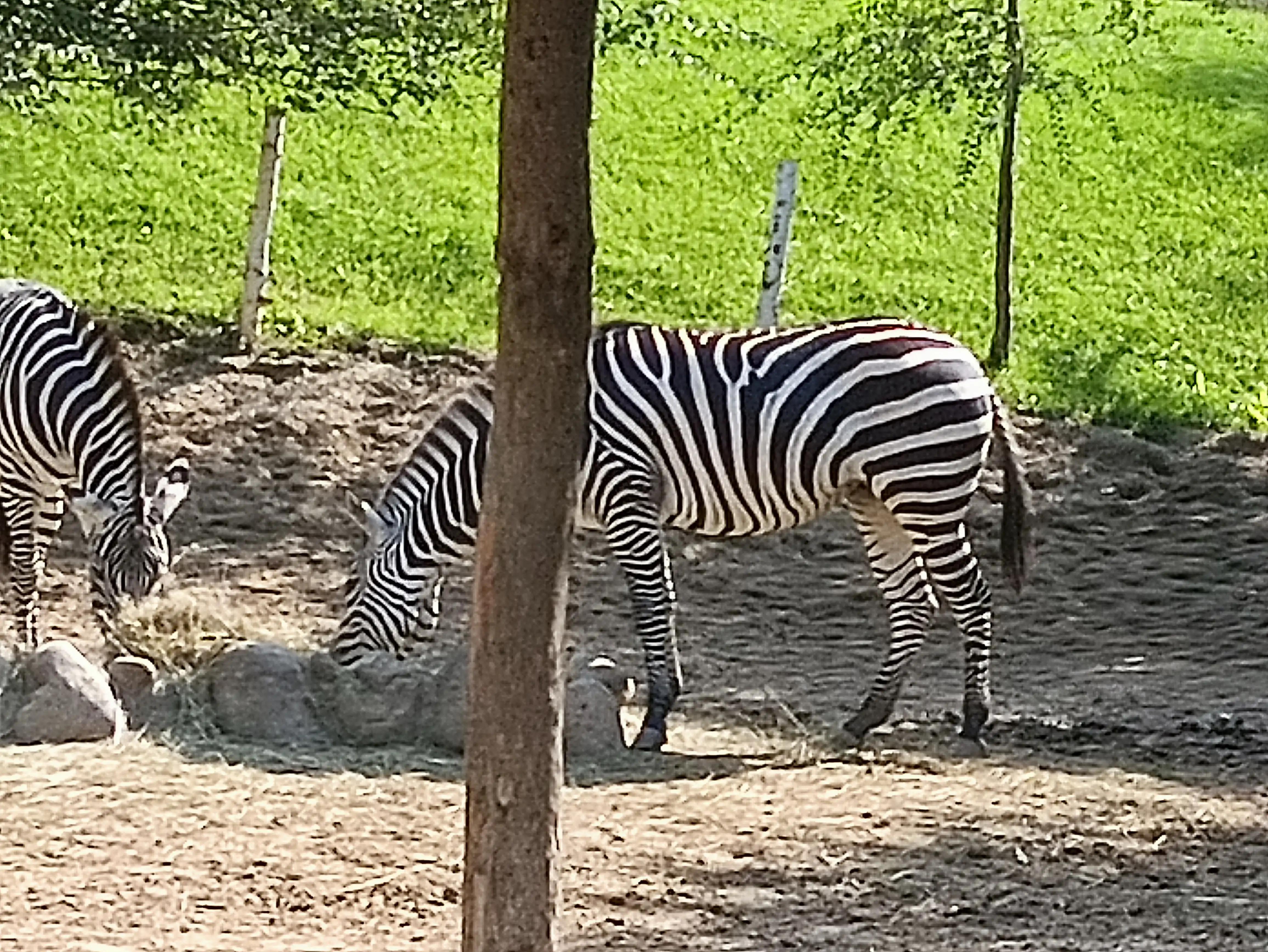 北京动物园和北京野生动物园区别,北京野生动物园狗妈妈和老虎狮子