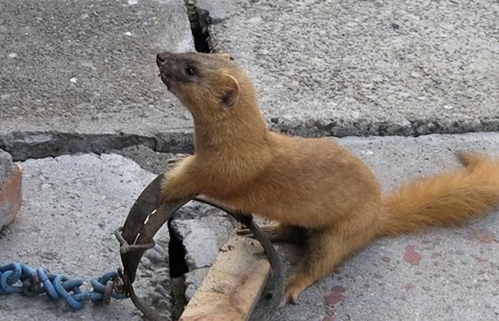 为啥有一代人说黄鼠狼不能吃,李时珍讲不吃黄鼠狼的原因