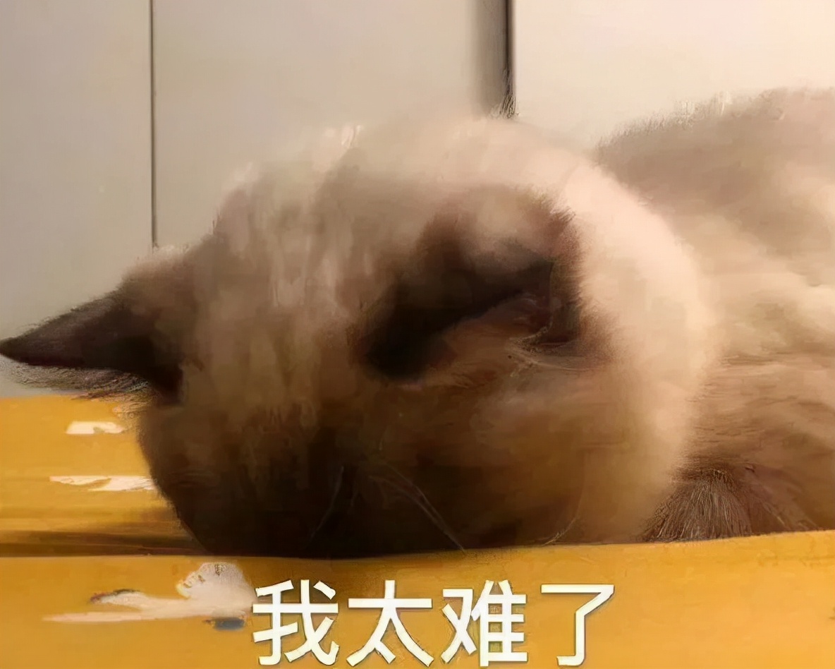 养小奶猫需要准备什么用品,家猫小奶猫怎么养活