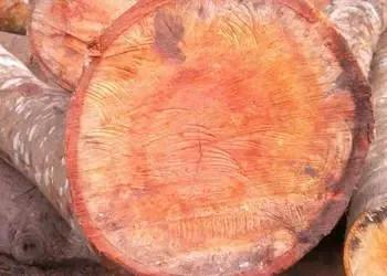 多米尼加是富饶国家吗,多米尼加十大冷知识