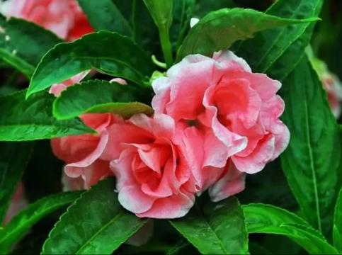 古代养护指甲的方法,古人怎么修指甲