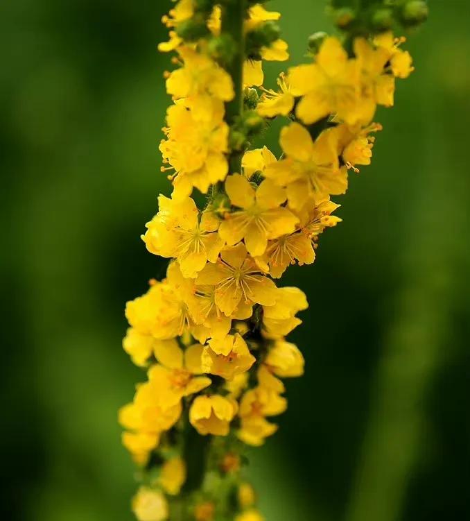 红花檵木叶子独特新生鲜红,旧叶暗红,开线形花花瓣细长如红彩带