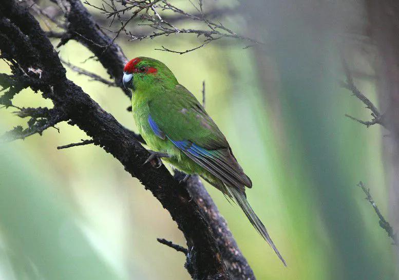 红额鹦鹉讲话,蓝色经典鹦鹉品种图片欣赏