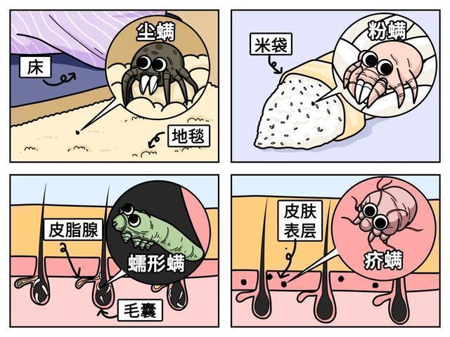 床上“螨虫成堆”？教你个土法子，家中放些它，螨虫“都跑光了”