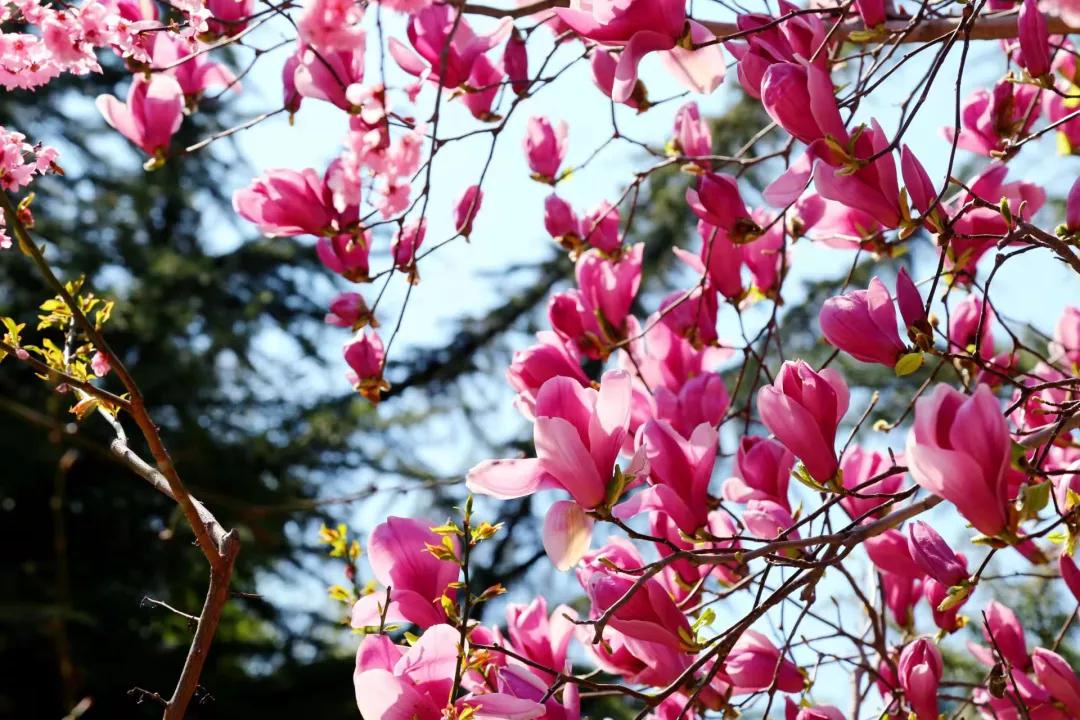 济南南部山区红叶谷旅游攻略,济南红叶谷自驾游最佳路线图
