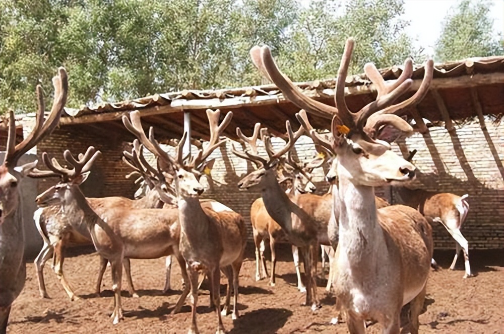 鹿角可血腥重生，却被西方偷师，鹿产品甚至被反向输出到了国内？