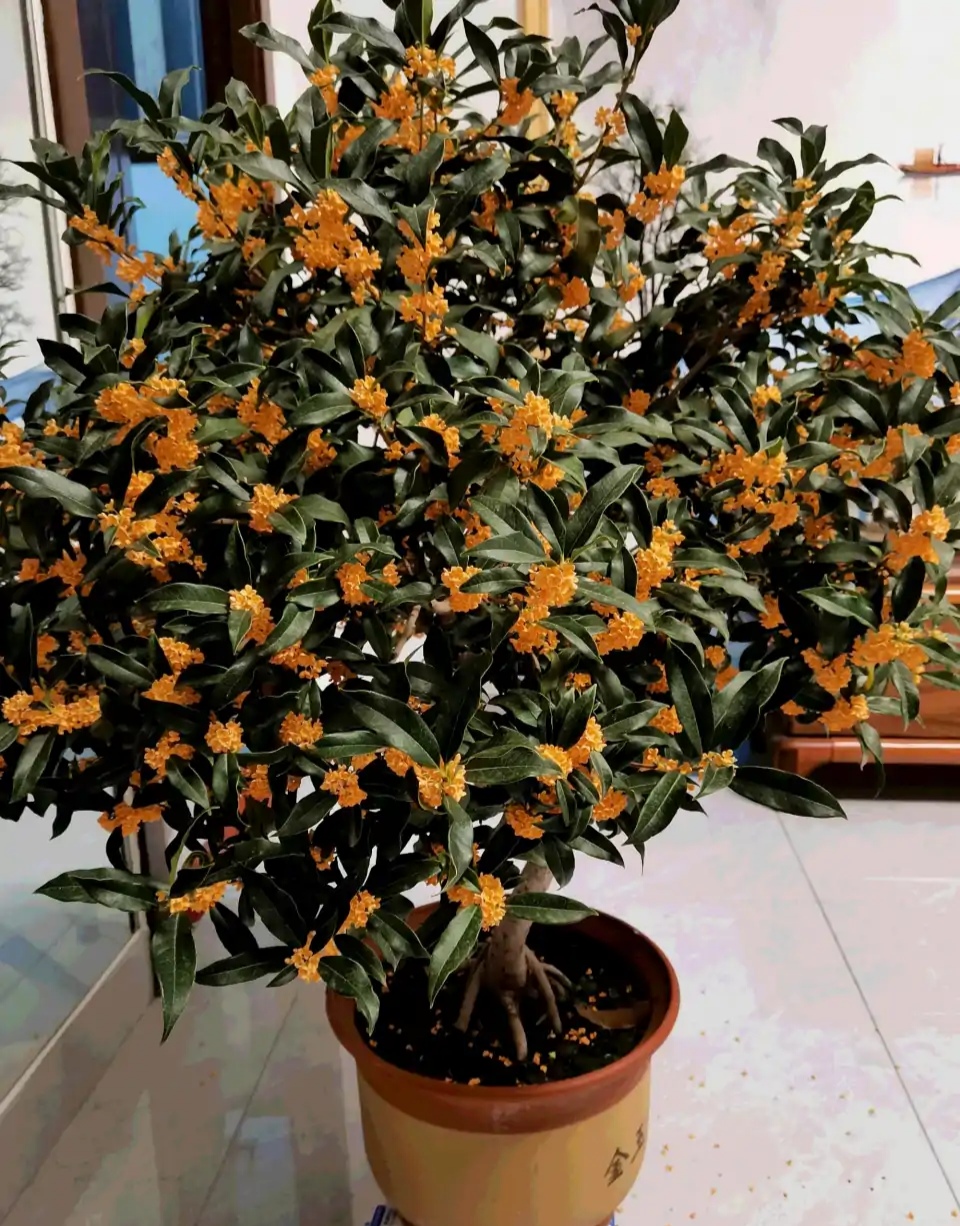 百花齐放春意浓群芳争艳,百花齐放喜迎新春