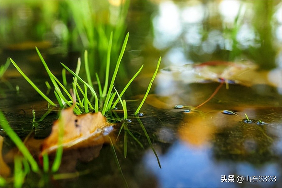 战友美文诗句,写给战友的散文诗句