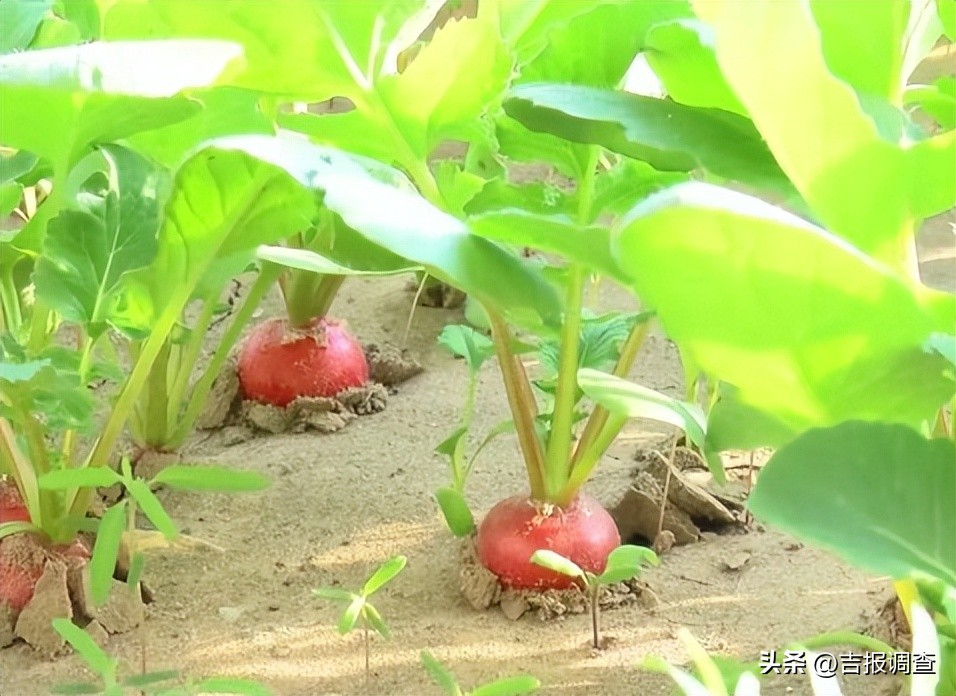 奏响农民“增收曲”！通榆县开通镇东郊村大力发展棚膜经济