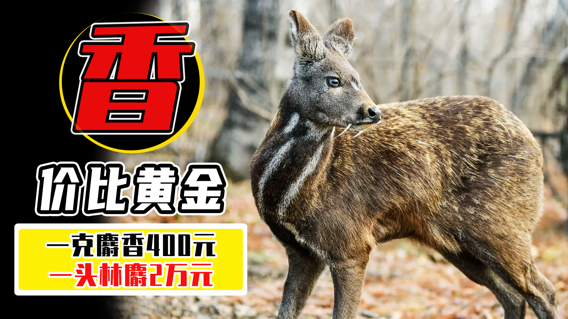 麝香有什么价格,麝香有多稀缺