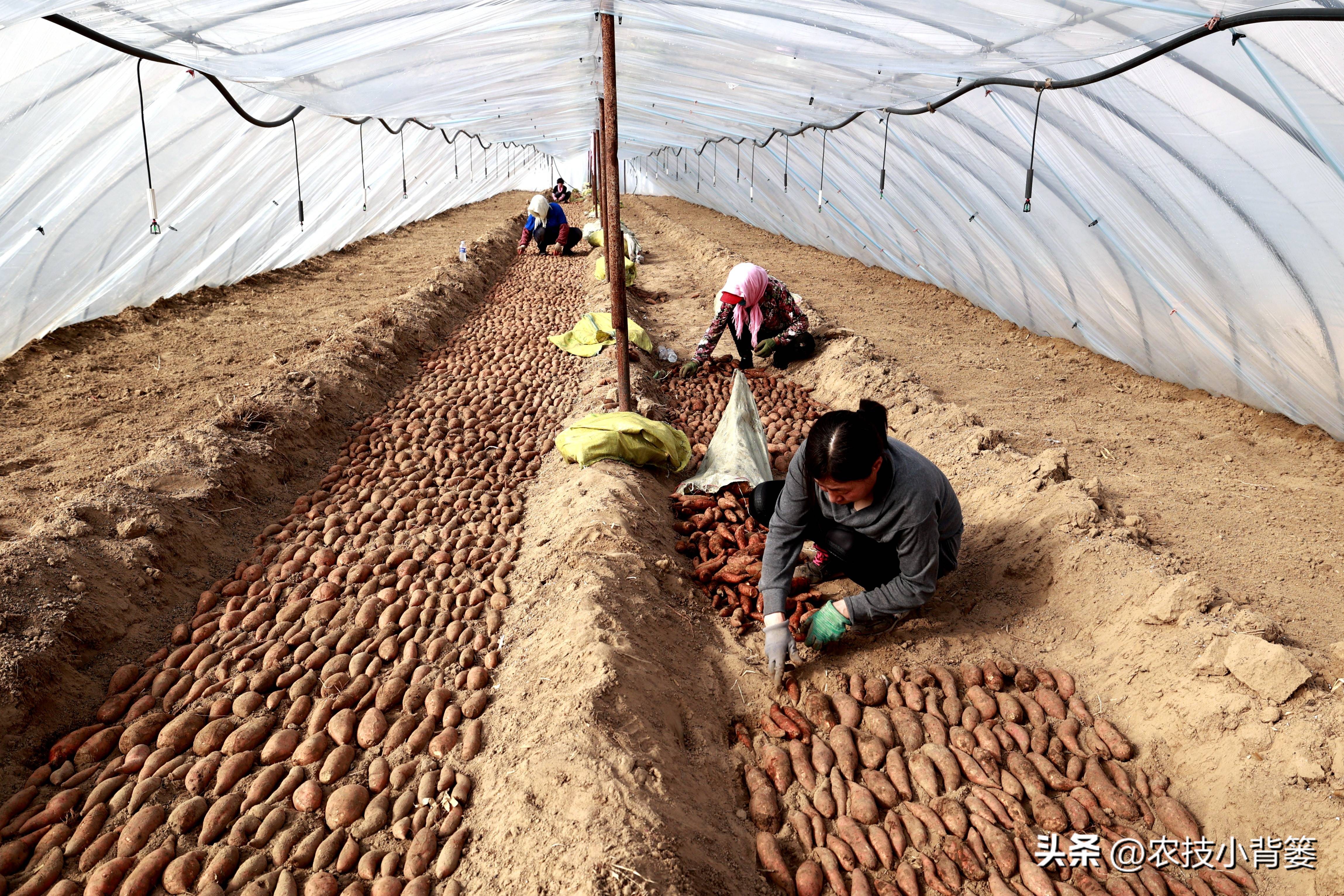 红薯栽培是斜插好还是平栽产量高,红薯藤育苗视频
