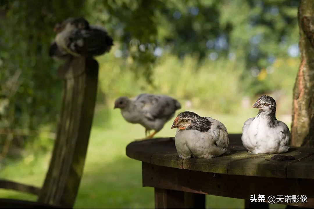 徕卡哪款相机最有德味,徕卡相机的德味