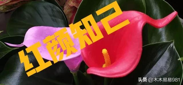 红颜蓝颜知己的定义是什么,红颜蓝颜小说免费阅读