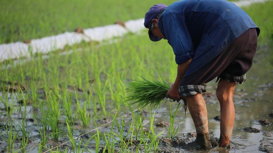 是不是每个农民都有自己宅基地,农田和宅基地的区别