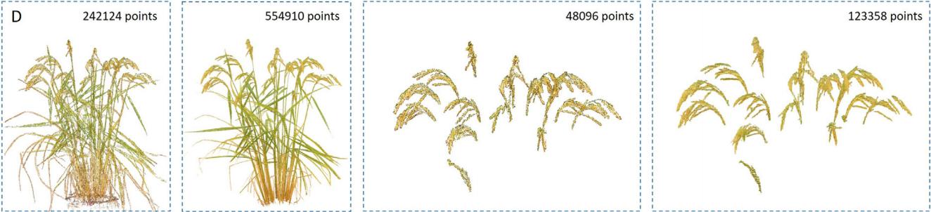 一种基于学习、轮廓形状和超体素聚类的低成本水稻穗三维建模方法